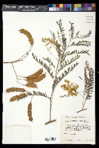 Sesbania drummondii image