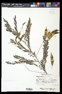 Sesbania vesicaria image