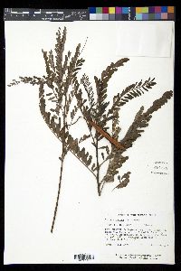 Sesbania punicea image