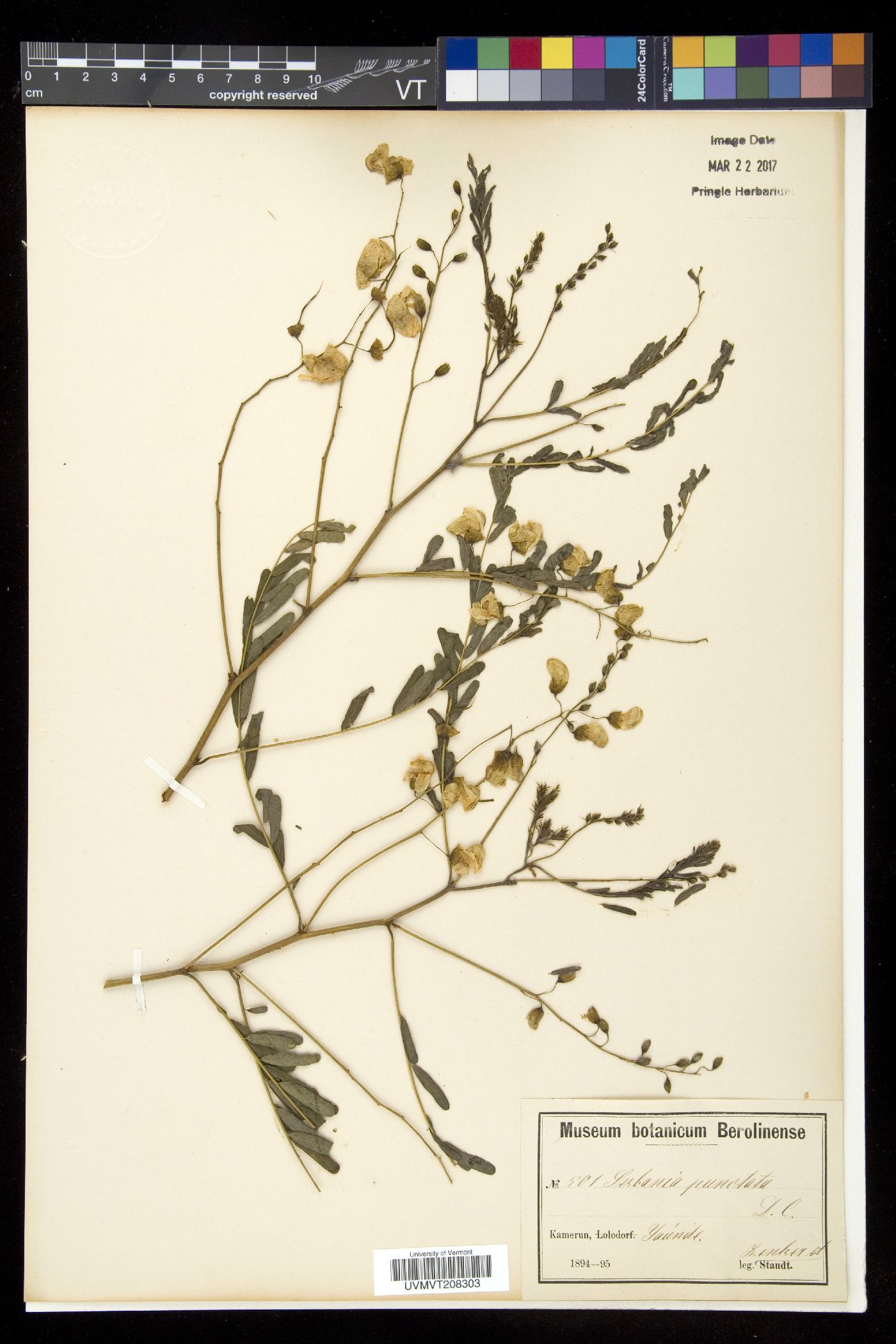 Sesbania sesban subsp. punctata image