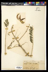 Sesbania grandiflora image