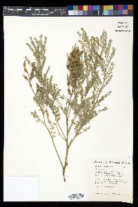 Sophora nuttalliana image