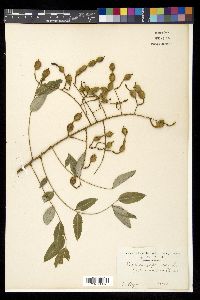 Sophora japonica image