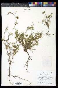 Stylosanthes hamata image
