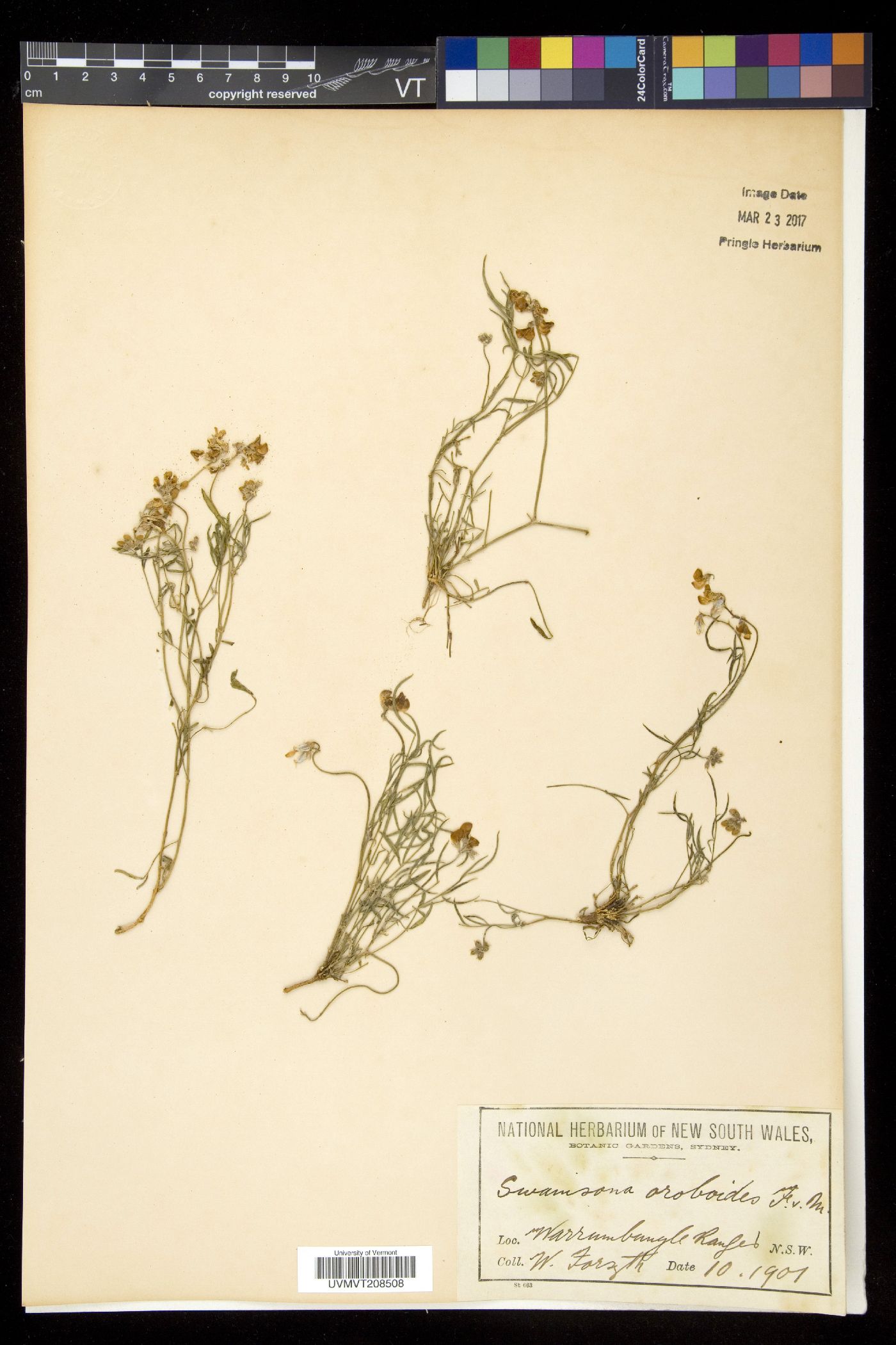 Swainsonia image