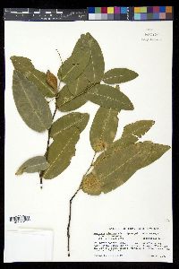 Swartzia simplex image