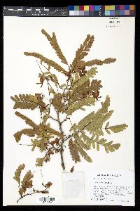 Tamarindus indica image