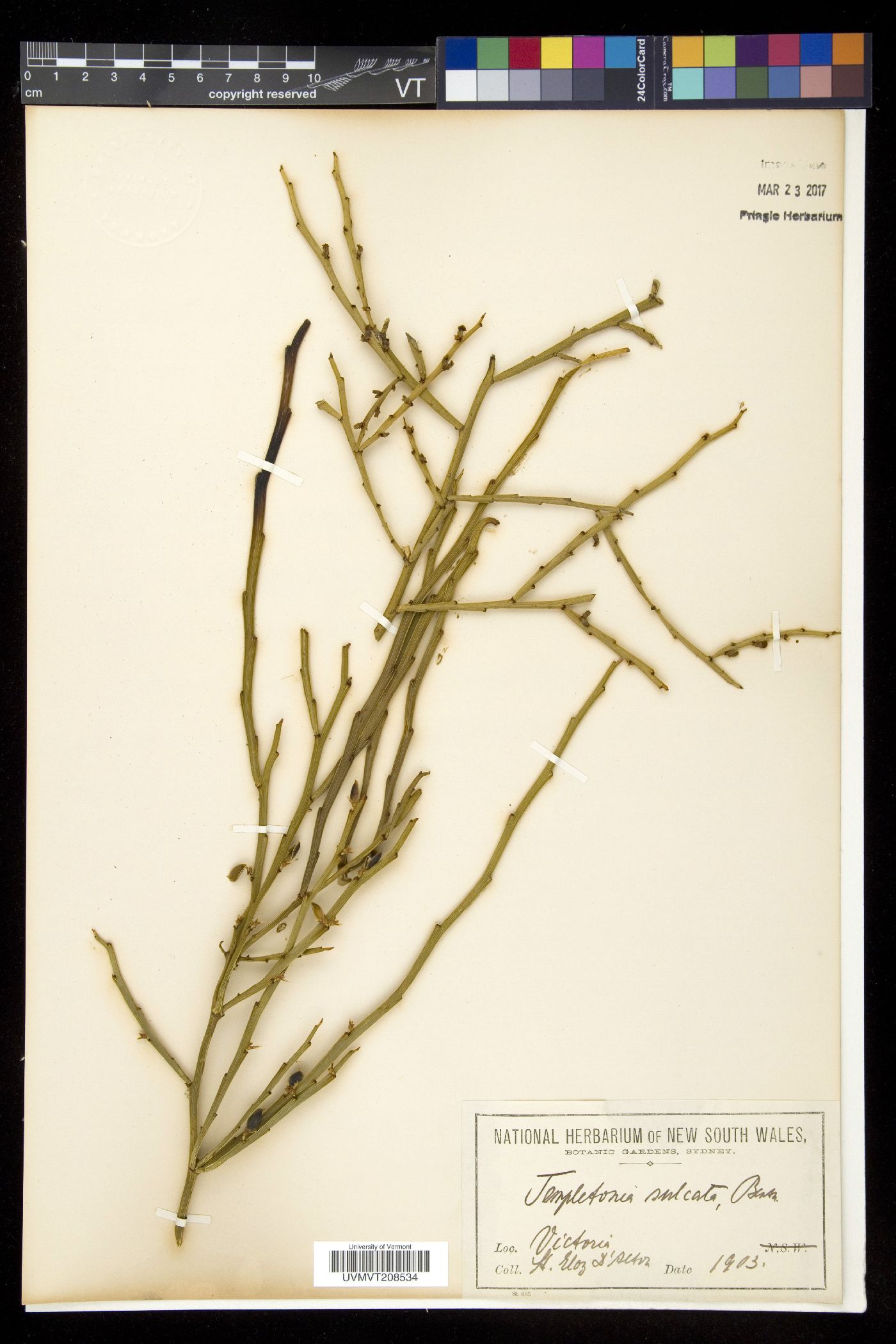 Templetonia image