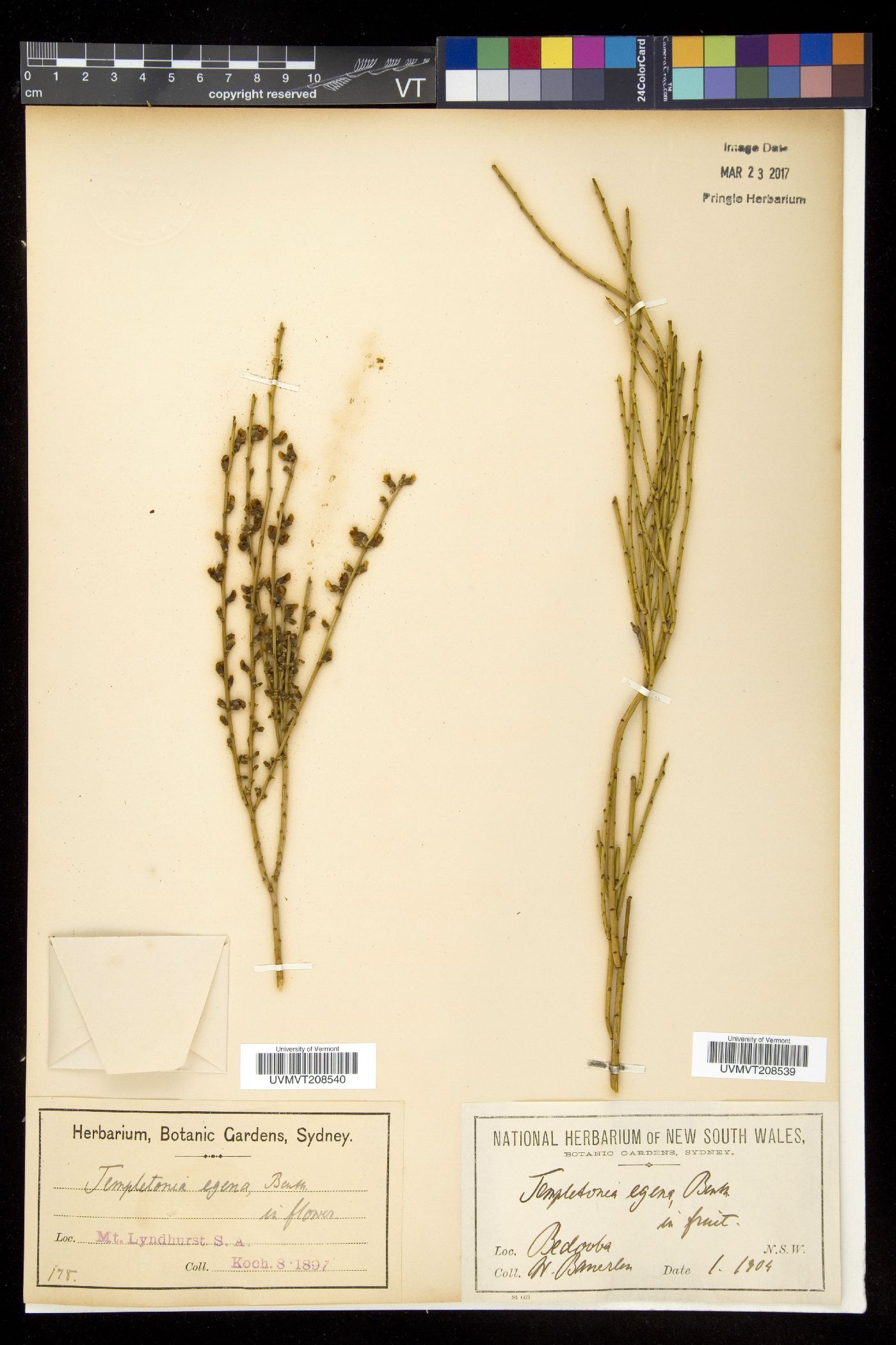 Templetonia image