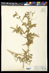 Tephrosia purpurea image