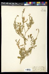 Tephrosia purpurea image