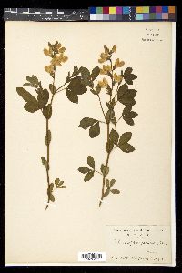 Thermopsis fabacea image