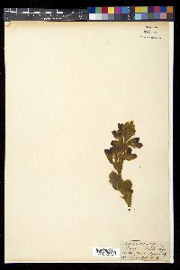 Thermopsis barbata image