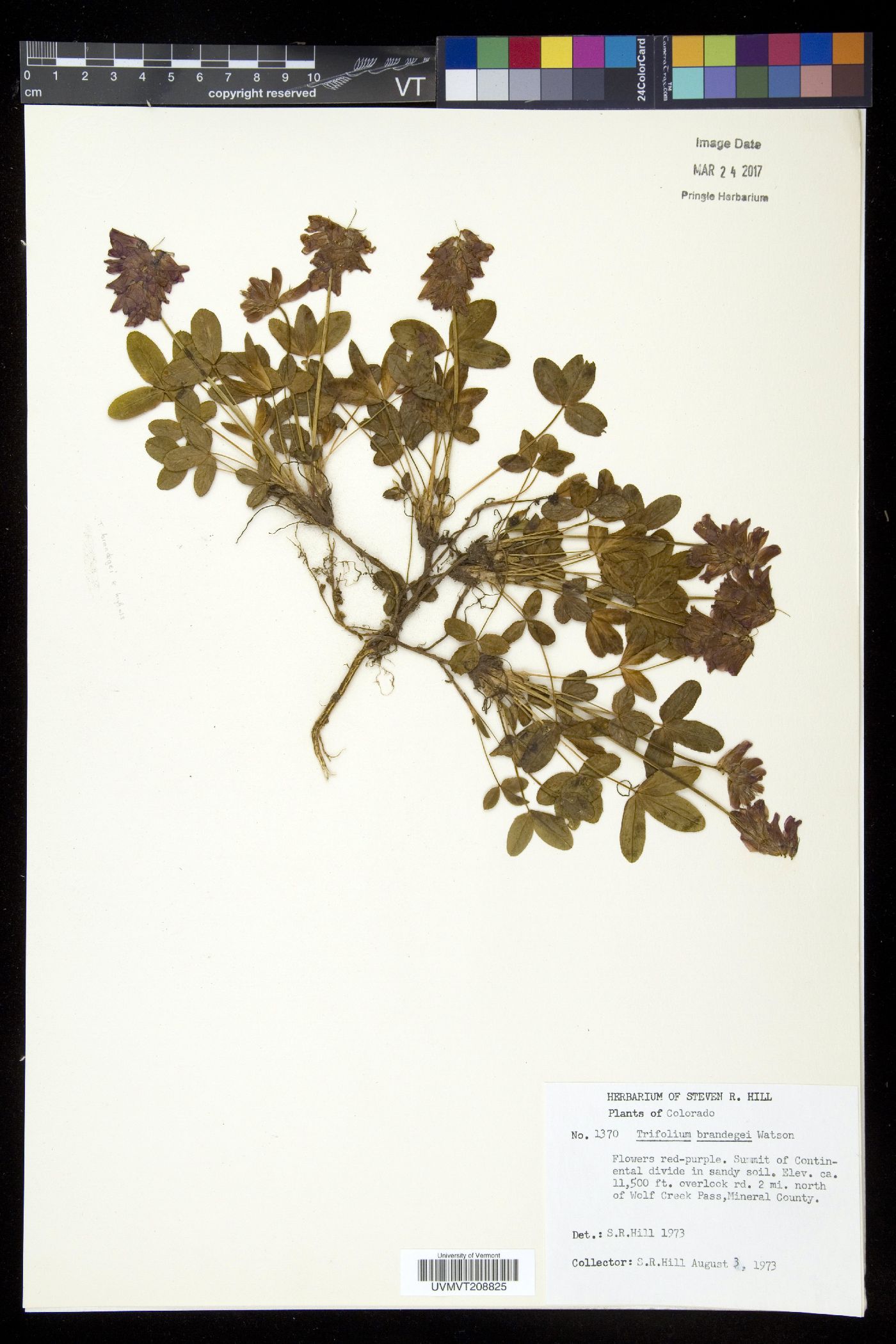 Trifolium brandegei image