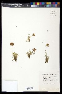 Trifolium dasyphyllum image