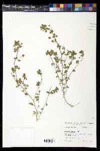 Trifolium dubium image