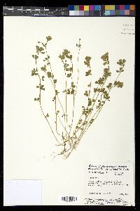 Trifolium dubium image