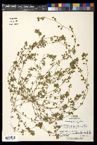 Trifolium dubium image