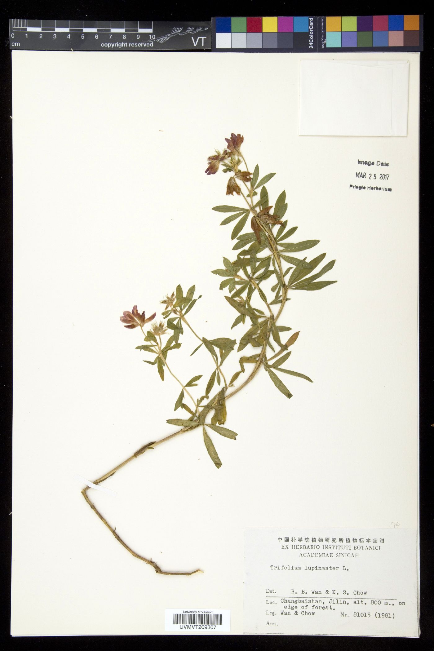 Trifolium lupinaster image