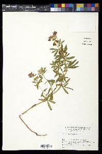 Trifolium lupinaster image