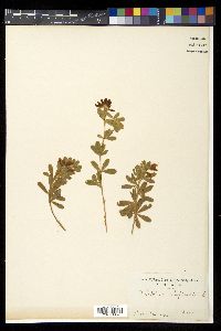 Trifolium lupinaster image