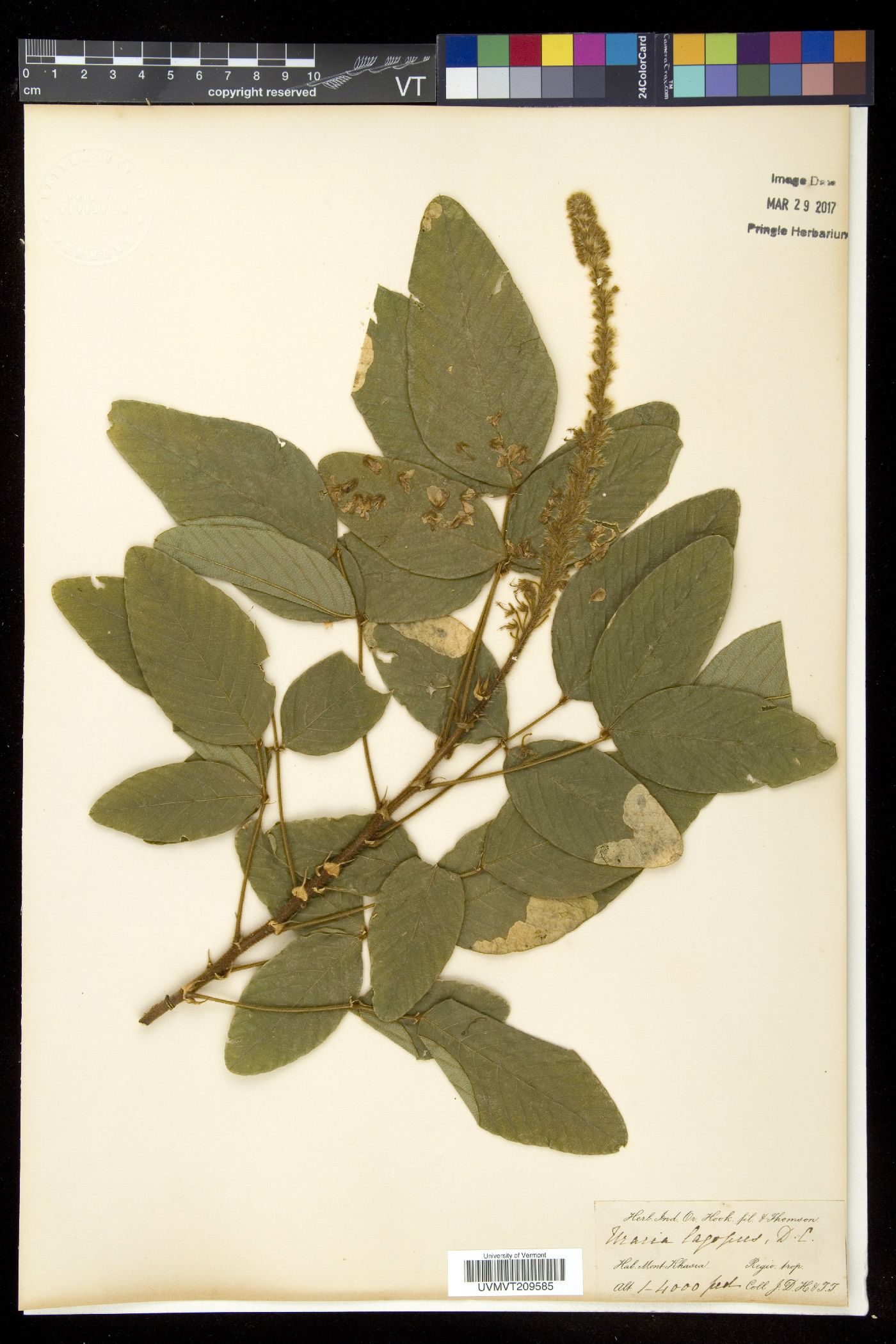 Uraria lagopus image