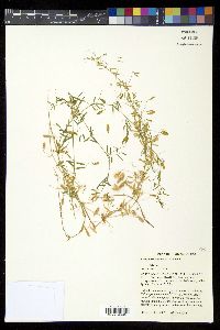 Vicia tetrasperma image