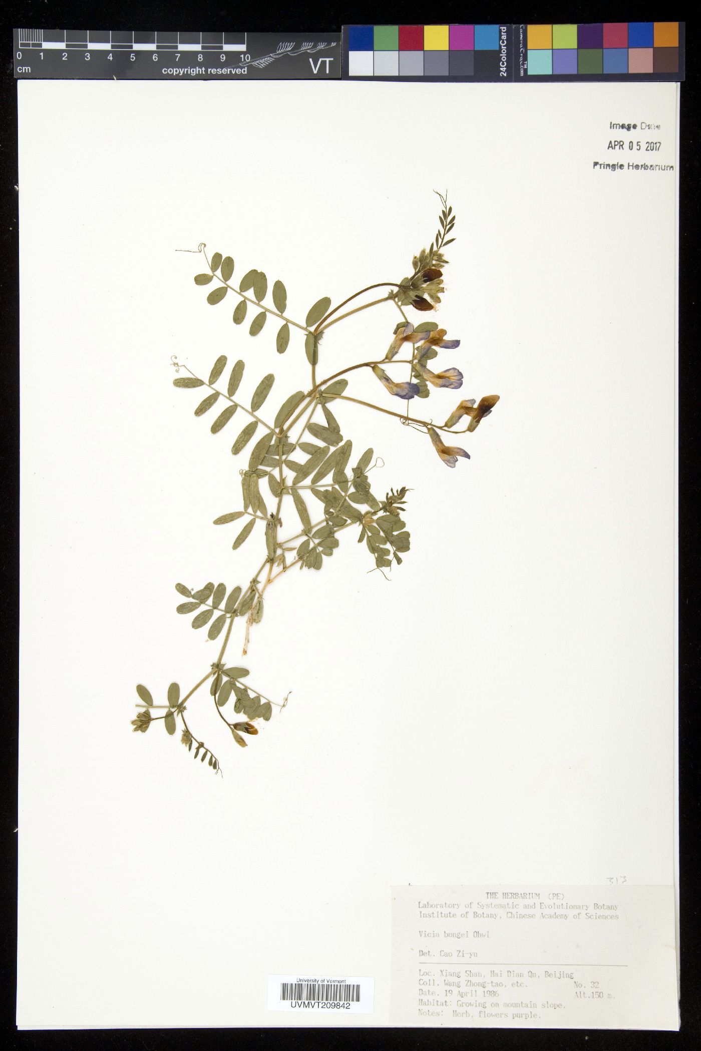Vicia bungei image