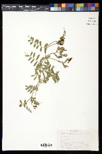 Vicia bungei image