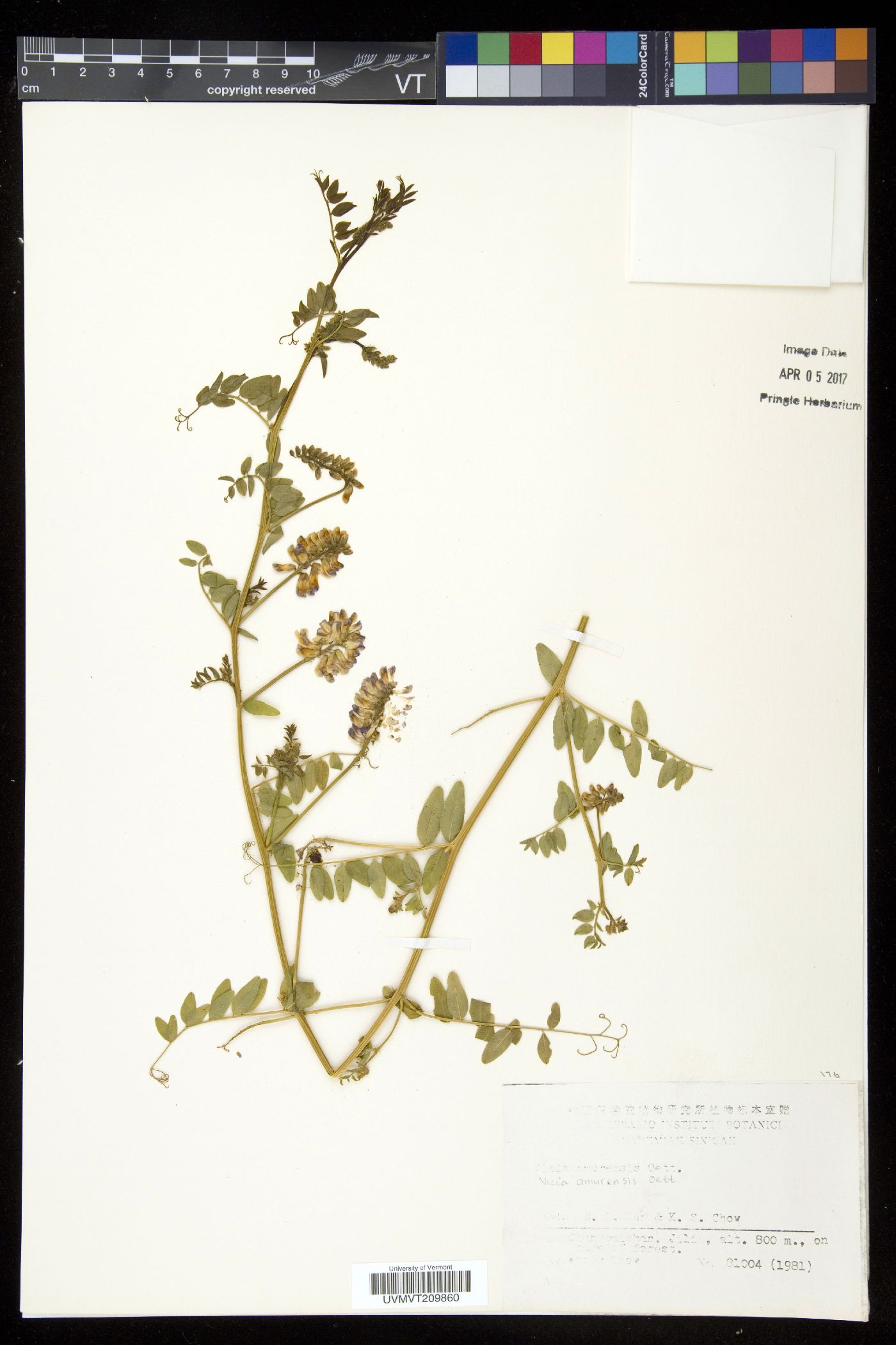 Vicia amurensis image