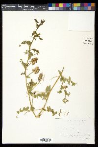 Vicia amurensis image