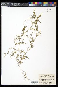 Vicia hirsuta image