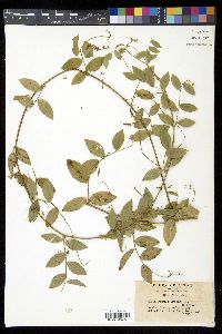 Vicia pseudo-orobus image