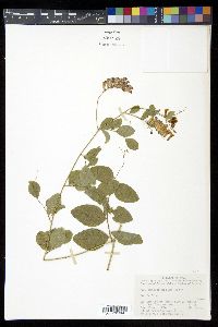 Vicia pseudo-orobus image