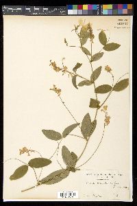 Vicia pseudo-orobus image
