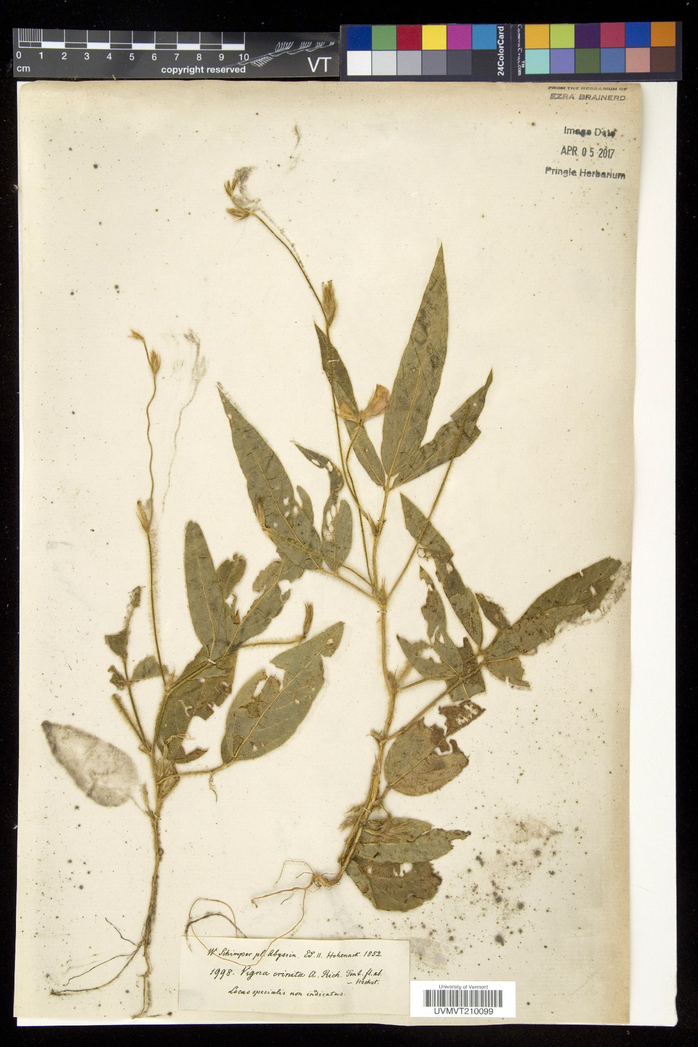 Vigna vexillata var. vexillata image