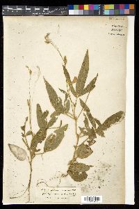 Vigna vexillata var. vexillata image