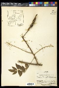 Wisteria brachybotrys image
