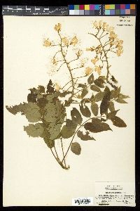 Wisteria brachybotrys image