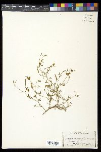 Zornia tetraphylla image