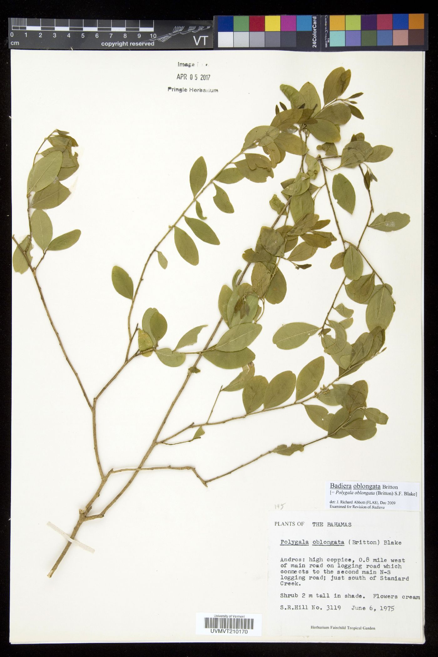 Badiera oblongata image