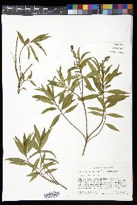 Monnina xalapensis image