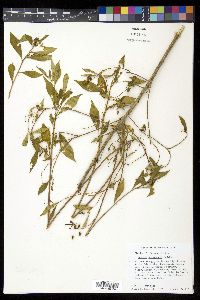 Monnina xalapensis image