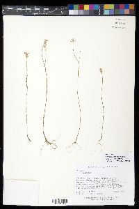 Polygala adenophora image