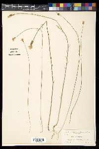Polygala incarnata image