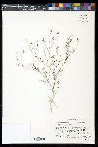 Polygala paniculata image