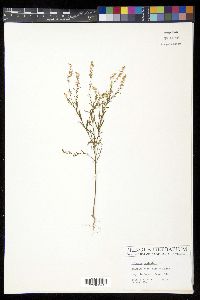 Polygala paniculata image