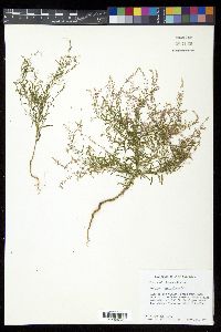 Polygala paniculata image