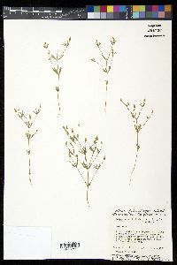 Polygala verticillata image