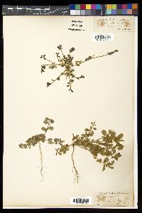 Media resource of Polygala arvensis